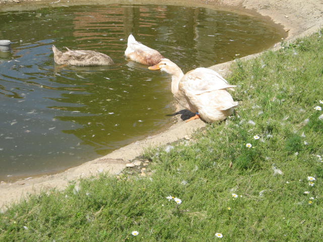20.2.2009 433